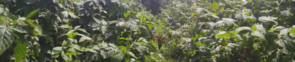 Berry Picking