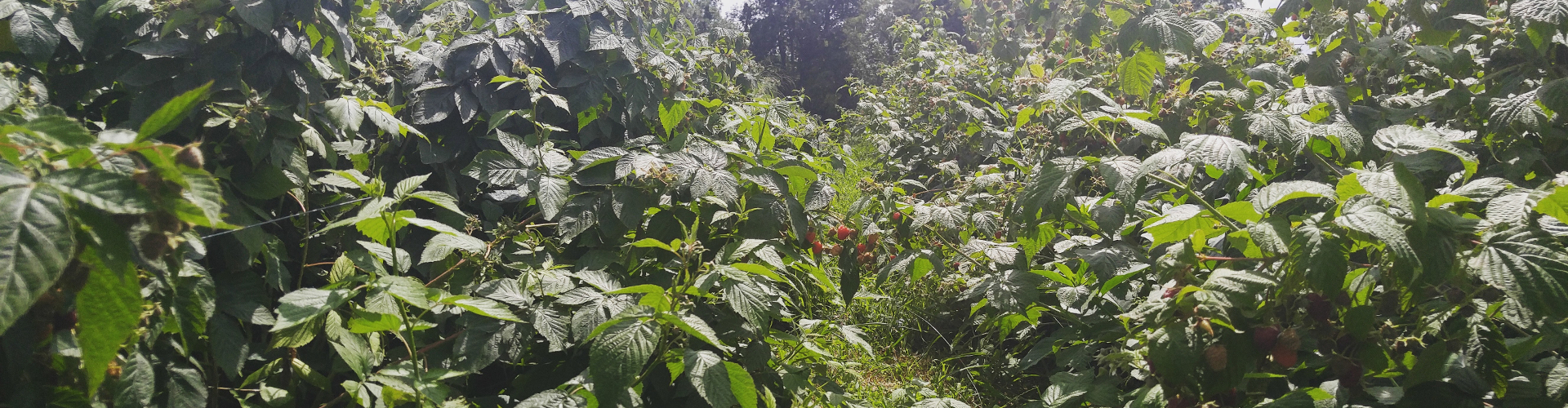 Jenkins-Lueken Orchards