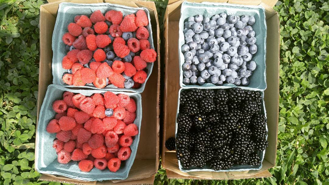 Fresh picked blueberries, raspberries, and blackberries in quart containers. 