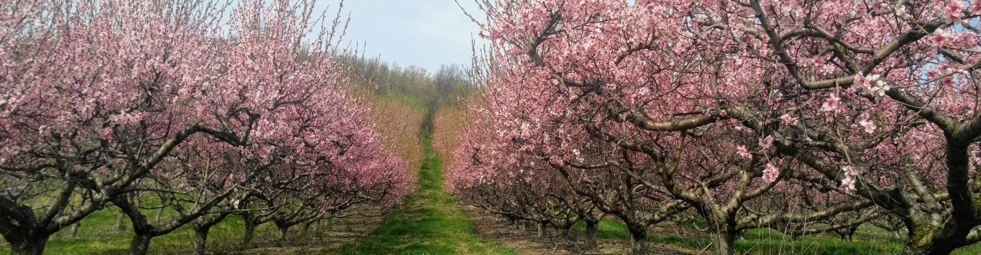 Jenkins-Lueken Orchards