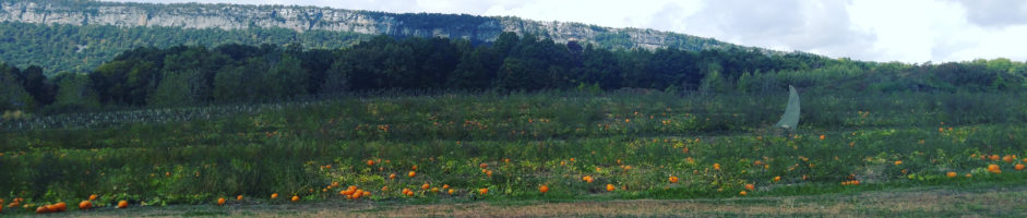 Pumpkin Picking