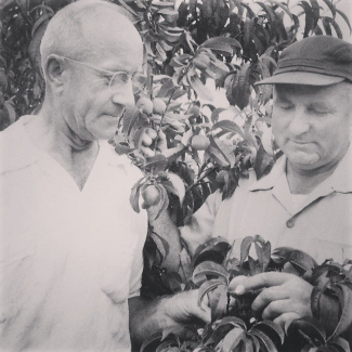 Photograph of Mr. Jenkins and Mr. Lueken examining a peach tree.