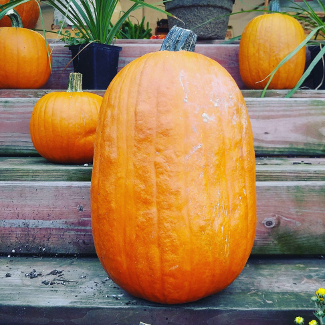 An assortment of picked pumpkins.